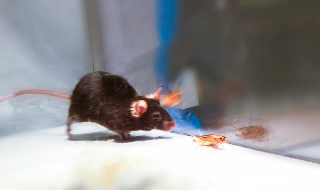 predation