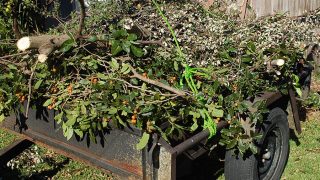 Chemicals and fuels from plant waste