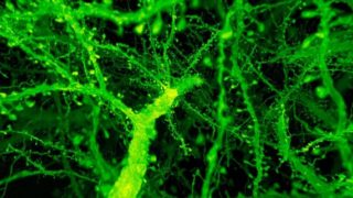 Intermittent fasting could improve nerve regeneration