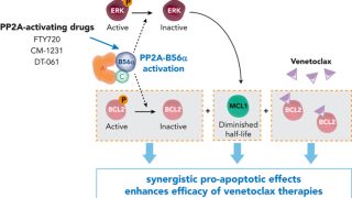 Venetoclax therapies in acute myeloid leukemia
