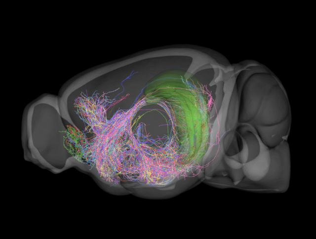 Specific brain cells enable intelligent behaviour